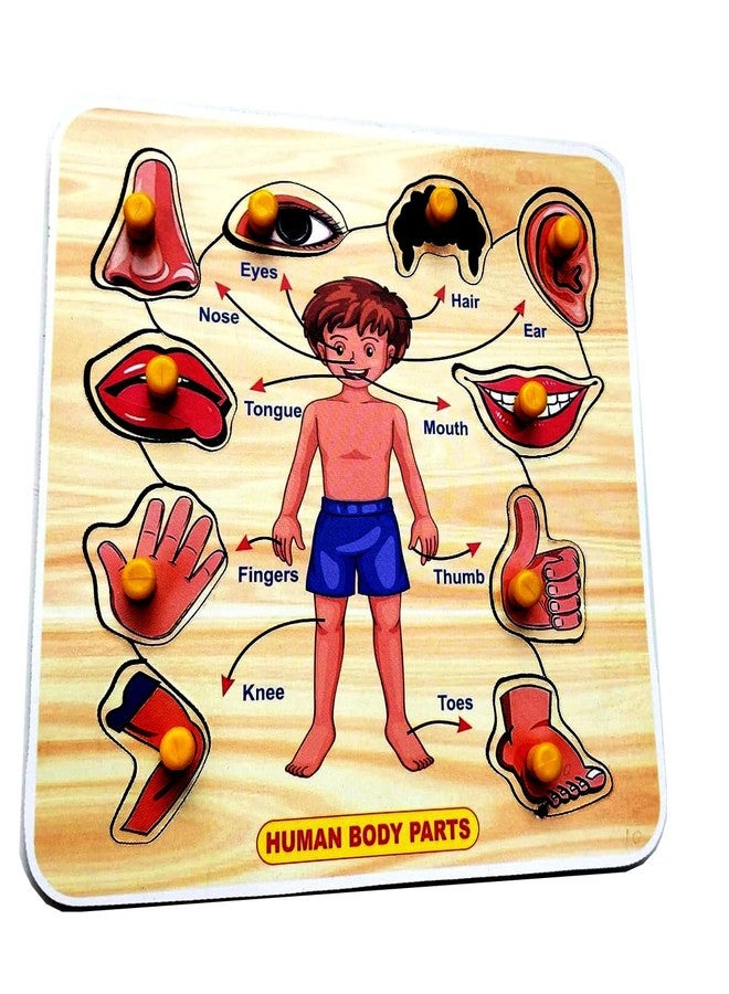 EL SMO Wooden Puzzle Toy, English Alphabets, Body Parts, Shape & 0-20, Educational Learning Jigsaw for Kids & Adults - Image 3